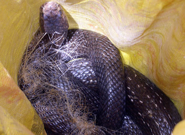 Con rắn hổ đất được một người dân ở ấp Sơn An, xã Nam Thái, huyện Hòn Đất, Kiên Giang bắt được cuối tháng 5 vừa qua. Nó nặng 4,5 kg, được cho là lớn nhất từ trước tới nay ở vùng này.